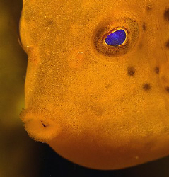 Juvenile Eastern Smooth Boxfish, Bare Island by Doug Anderson 